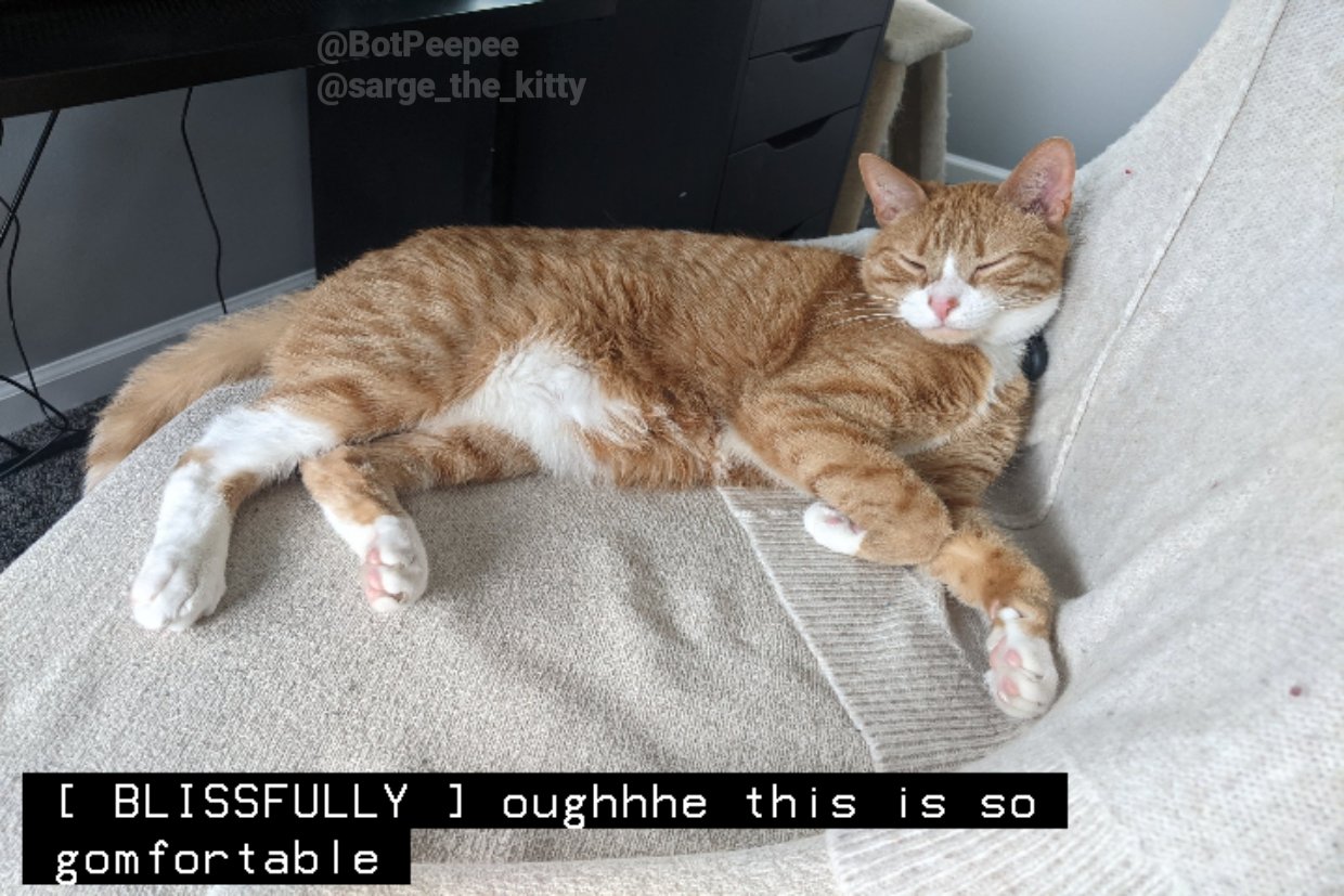 kitty captions! 🧡 on Twitter.