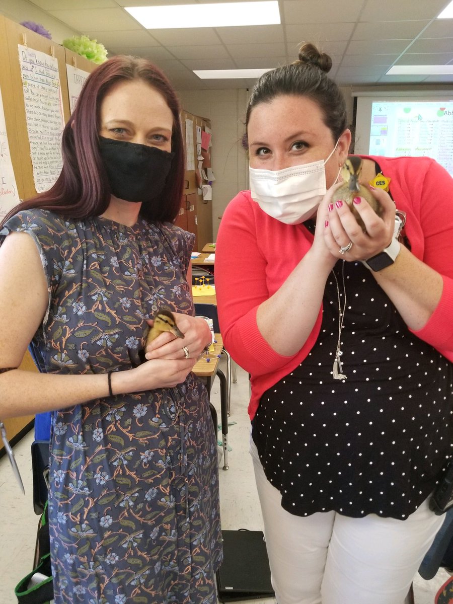 JillGillikinAP's tweet photo. When there are baby ducks in the building, you make a pit stop during monitoring SOL testing to hold the baby ducks. 🦆 #wellnessactivity @CEScounselor1 https://t.co/OVRr2qaSLr