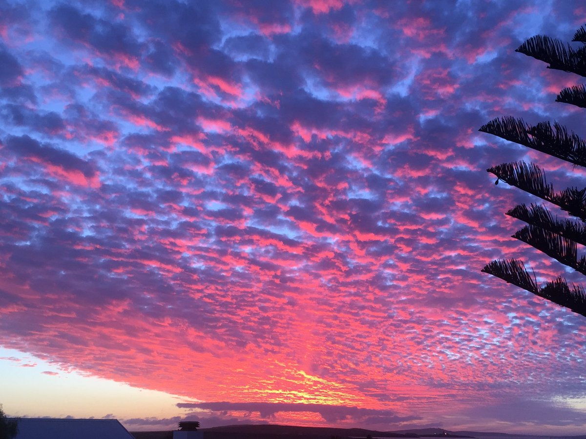 iCandi,Bungee, Sox & Coco 🌈Tygerpoo 🇿🇦 tweet media