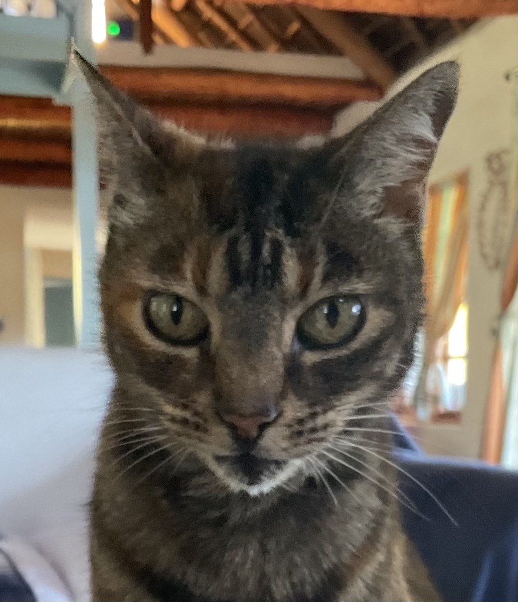 iCandi,Bungee, Sox & Coco 🌈Tygerpoo 🇿🇦 tweet media