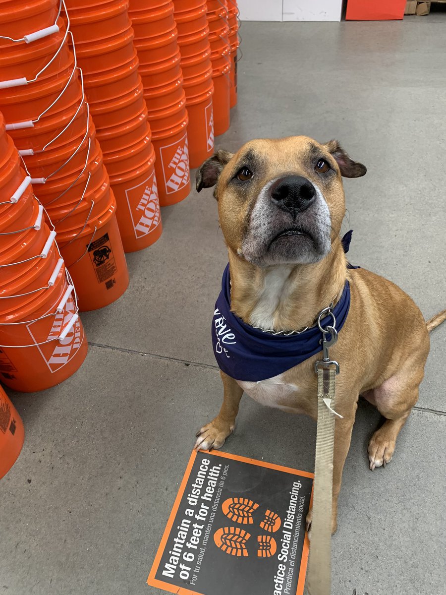 SarahMRihaly's tweet photo. Home Depot visit ❤️ https://t.co/xUrYC0vtzG