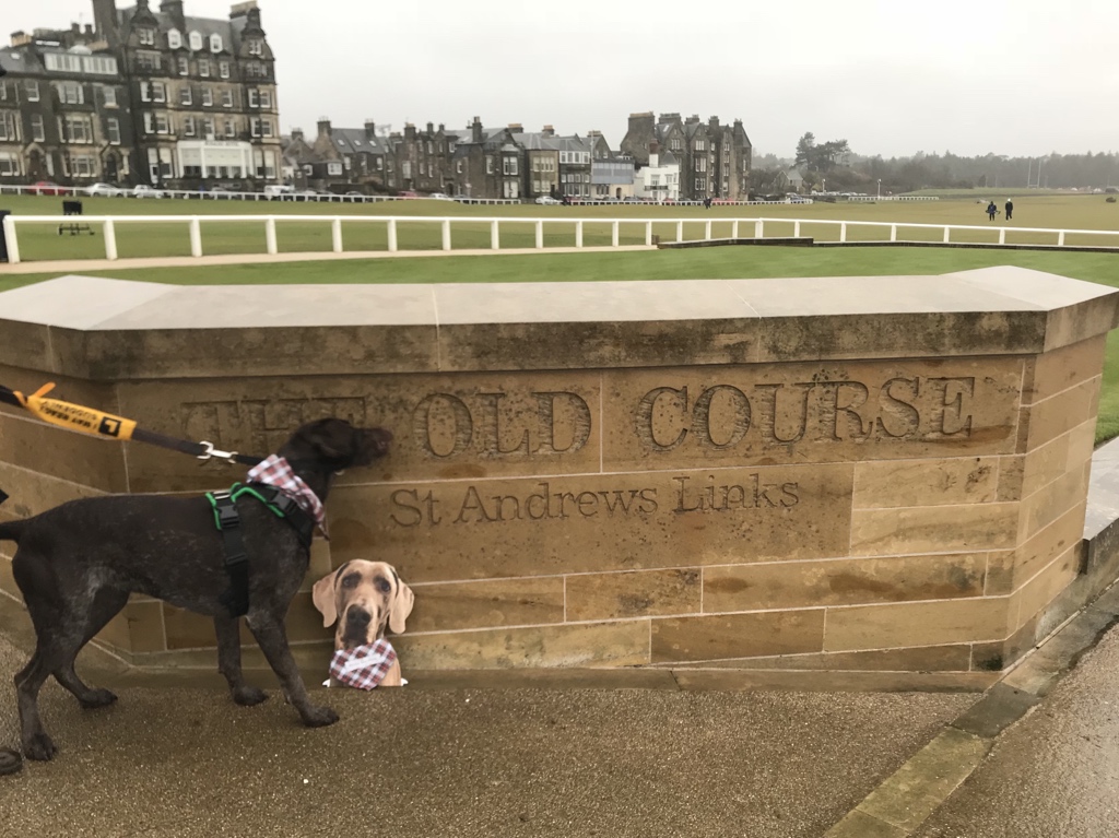 Whiskey_weim's tweet photo. @HighlandIsla @AndiWheeler2016 @von_pup_towers @DexyDuck @EdwinandHubble @Albertspanner @nortylucy @AnnieBBarks @WiggleTheDog @BennyBoygr @Jemima114 @sidneychoccy Did you know that M&D and #FlatWhiskey went to St. Andrews with Frieda and family? https://t.co/YldrqmlFWF