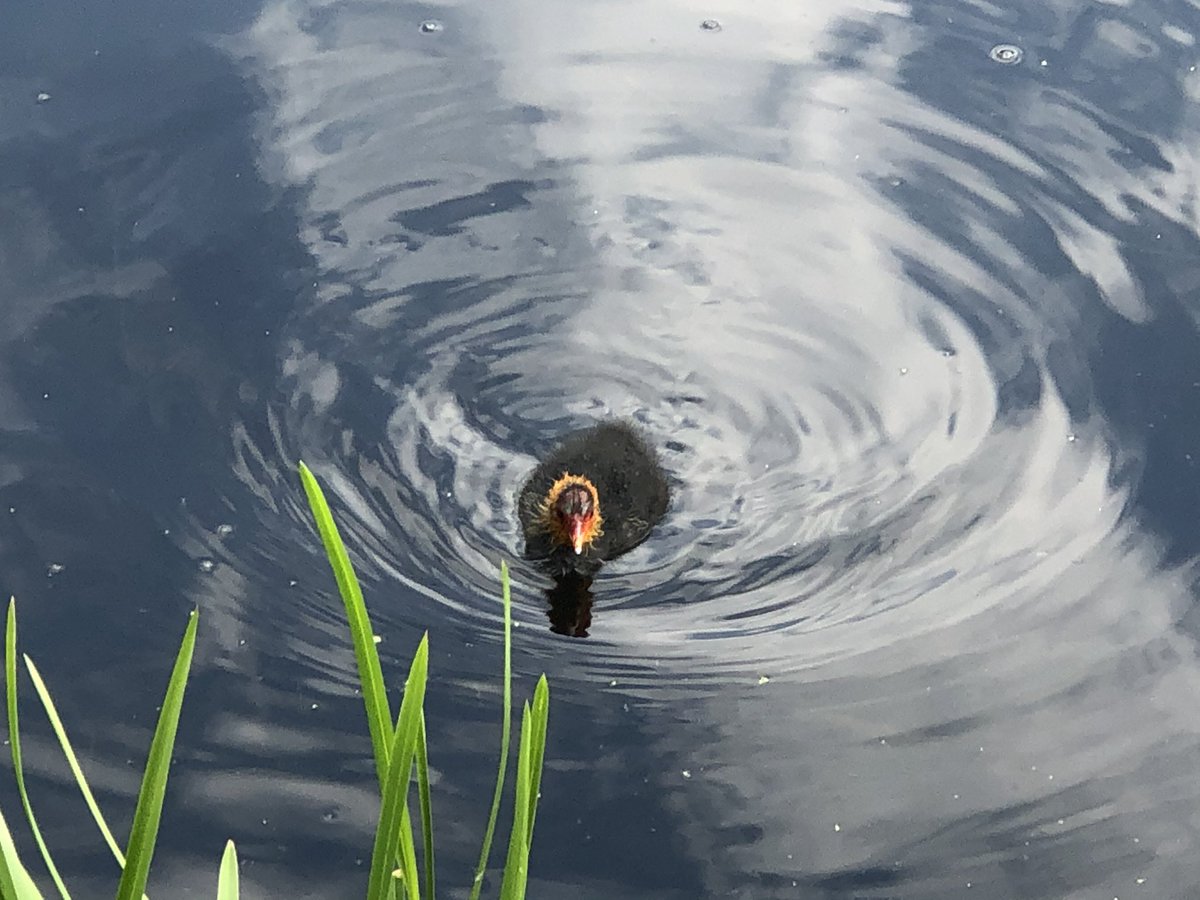Cllr John Pierce 🌹 tweet media