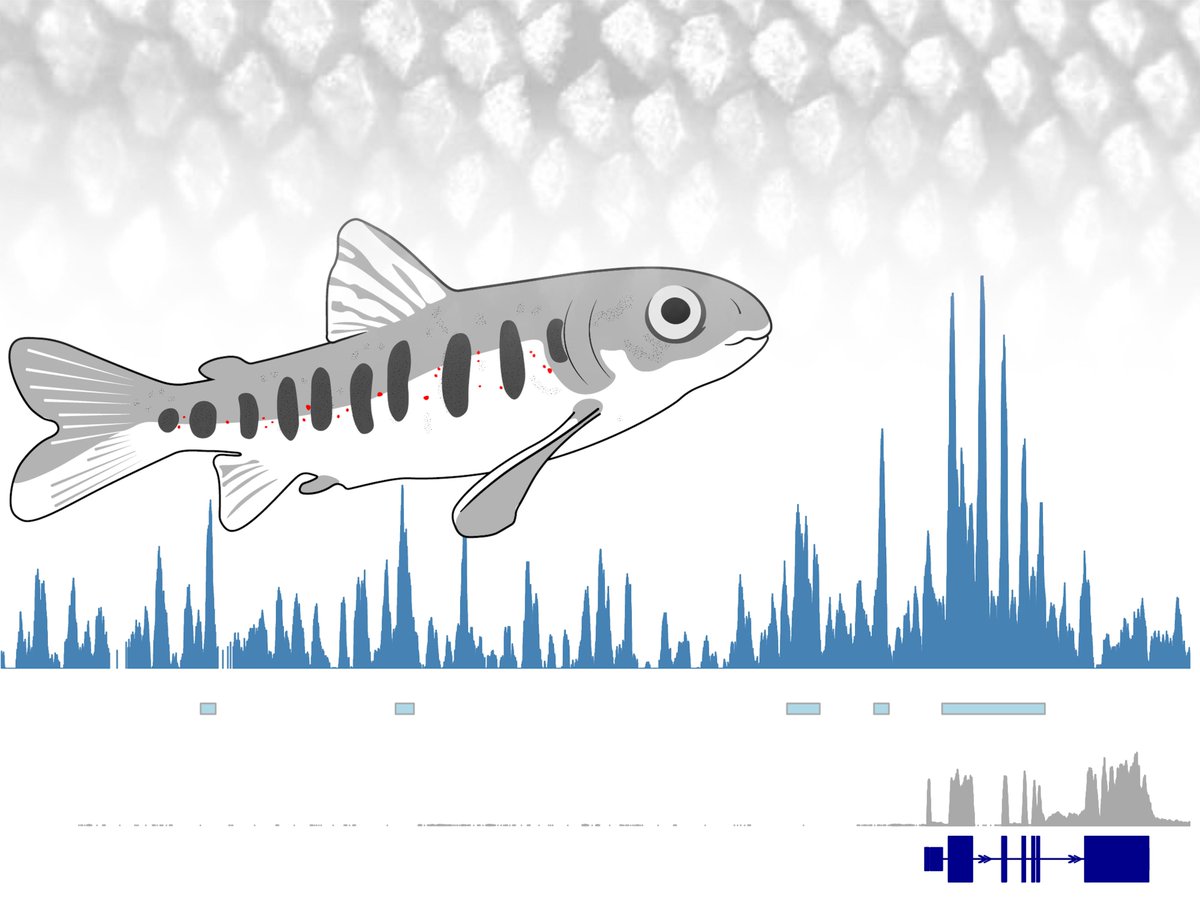 GenomeBiolEvol's tweet photo. Genetic Drift Dominates Genome-Wide Regulatory Evolution Following an Ancient Whole-Genome Duplication in Atlantic Salmon: https://t.co/dOyxdSvlKg @jpverta @HenryJuho @Fishissitude @FishConGen https://t.co/SJ2l3pxExm