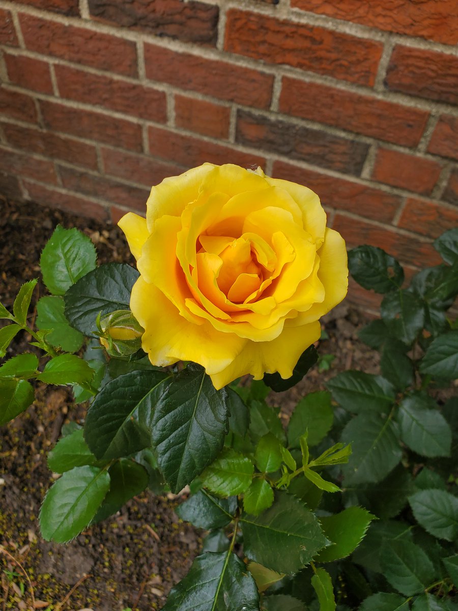 JUCS9999's tweet photo. Our knockout roses are looking awesome! https://t.co/pkBs94jiU1