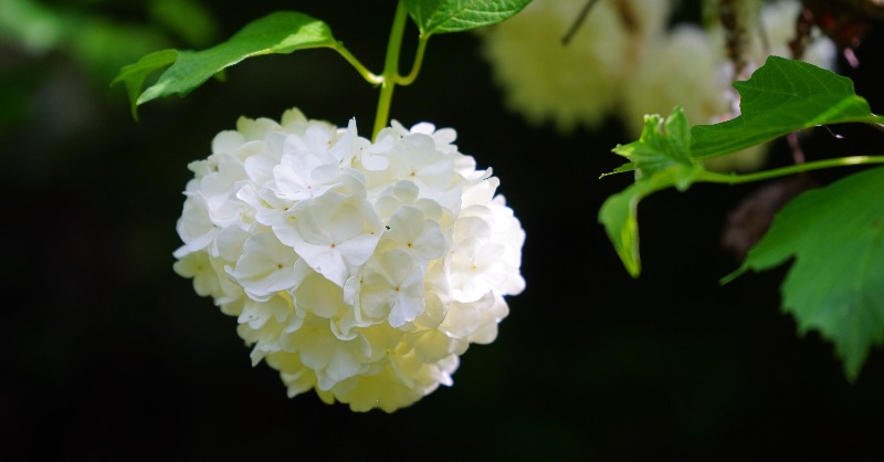 Guelder Rose is neither a rose, despite its name, nor a tree, yet it deserves to be included in our West Wittering Tree Nursery Project's A-Z list of plants.

Read about why this shrub is so good for wildlife, on our blog: mwhg.org.uk/post/g-is-for-…
