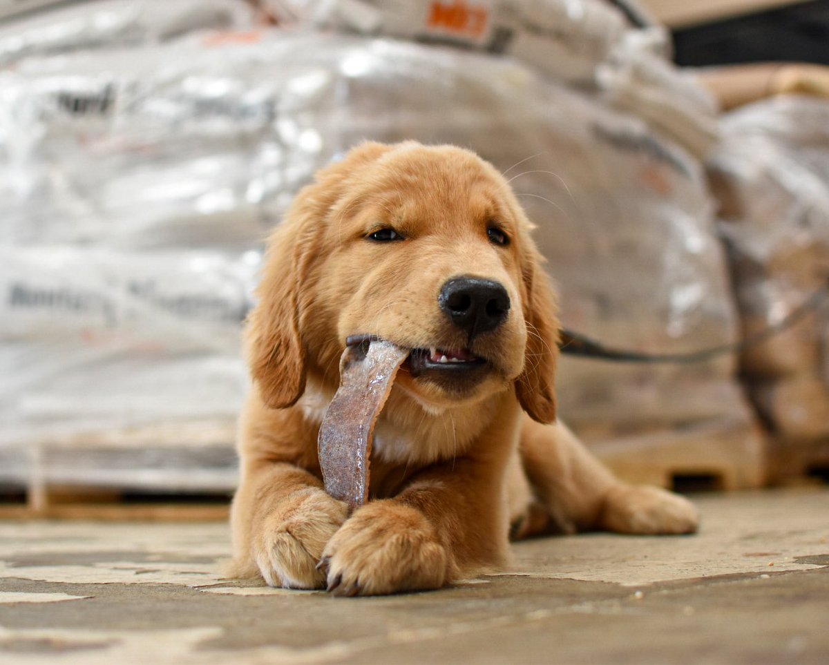 The dog that guards the grain is very easily distracted thanks to <a href="/ButcherandBar/">The Butcher and The Bar</a>.