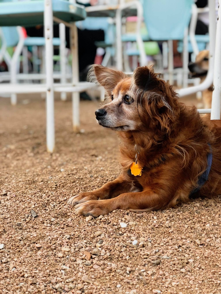 dogfriendlySA's tweet photo. Yappy hours will return soon enough (and we can hardly wait!) 🍹 Where's your favorite spot for happy hour? #tbt https://t.co/RrlVxMcqgY