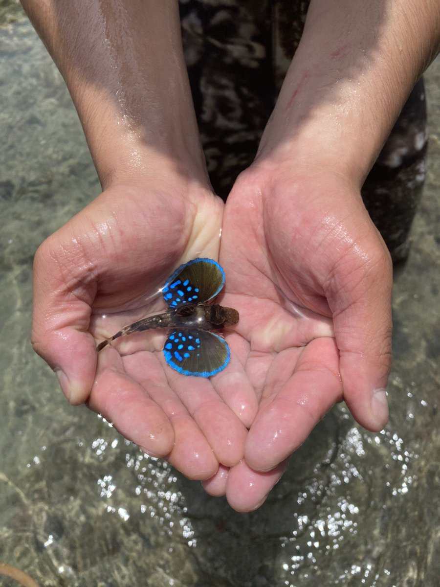 SolomonRDavid's tweet photo. Searobins can win #BirdsVsFish all by themselves😲😎

📸via @SAKANA80576863 @kaedechan27 https://t.co/gNNk57OItf