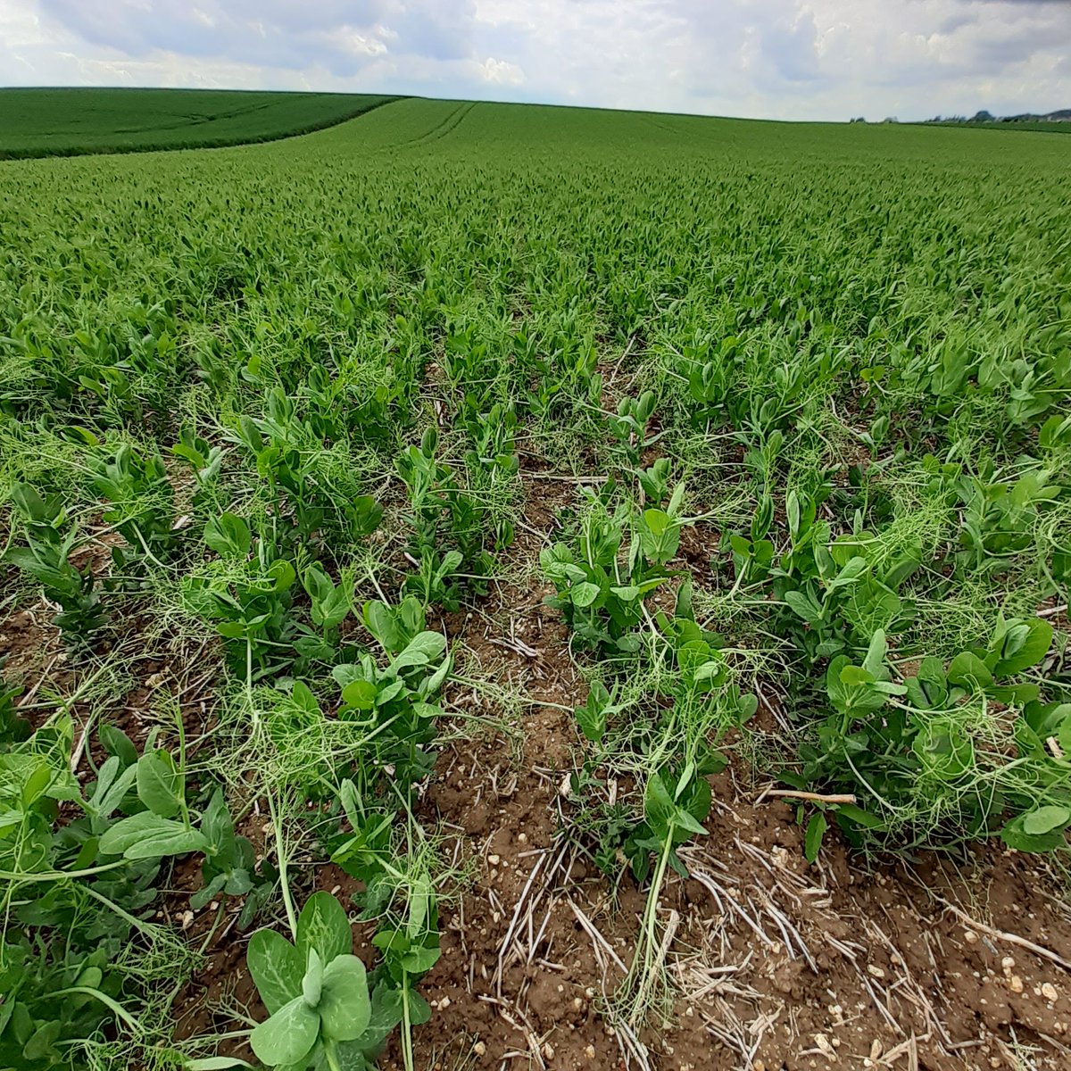 GUYOT Vincent tweet media