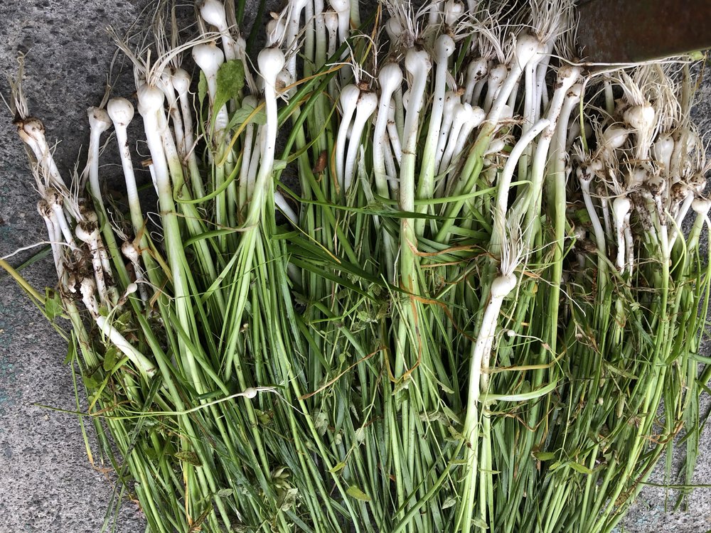 Dark Market Onion Dark Market Onion