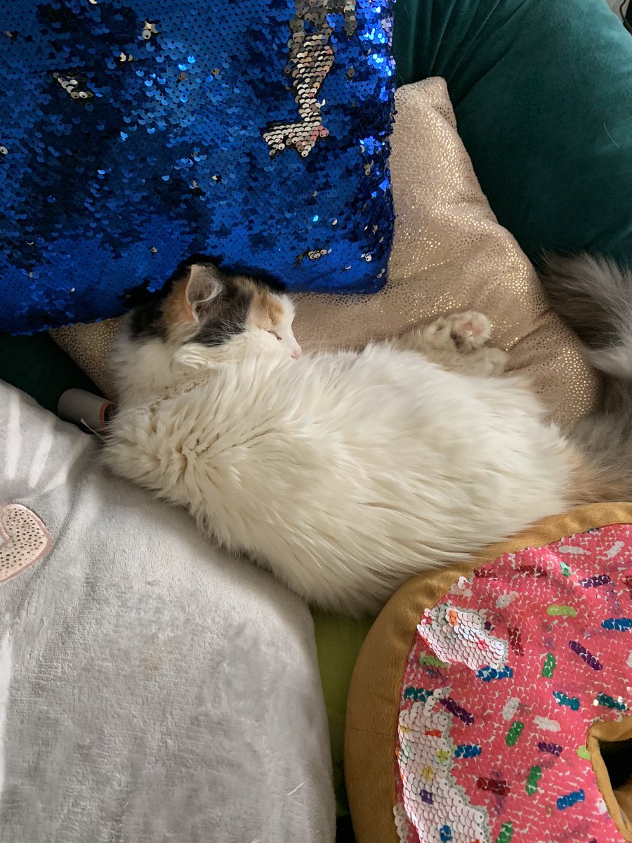 WLFKAT1's tweet photo. Had to gift Twitter with the presence of my two queens 💜 #kitty #catlove #oldcats https://t.co/mZ8e6IJDgh