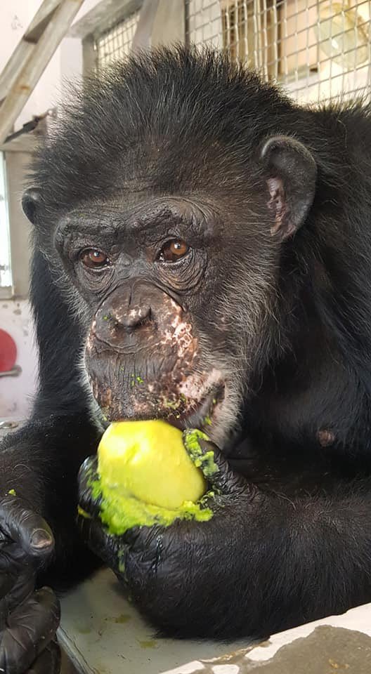 SaveTheChimps's tweet photo. Chimps love to eat! One of today's snacks was frozen avocado - delicious! #IndieTheChimp #IndiesTakeover https://t.co/q9jvXjn990