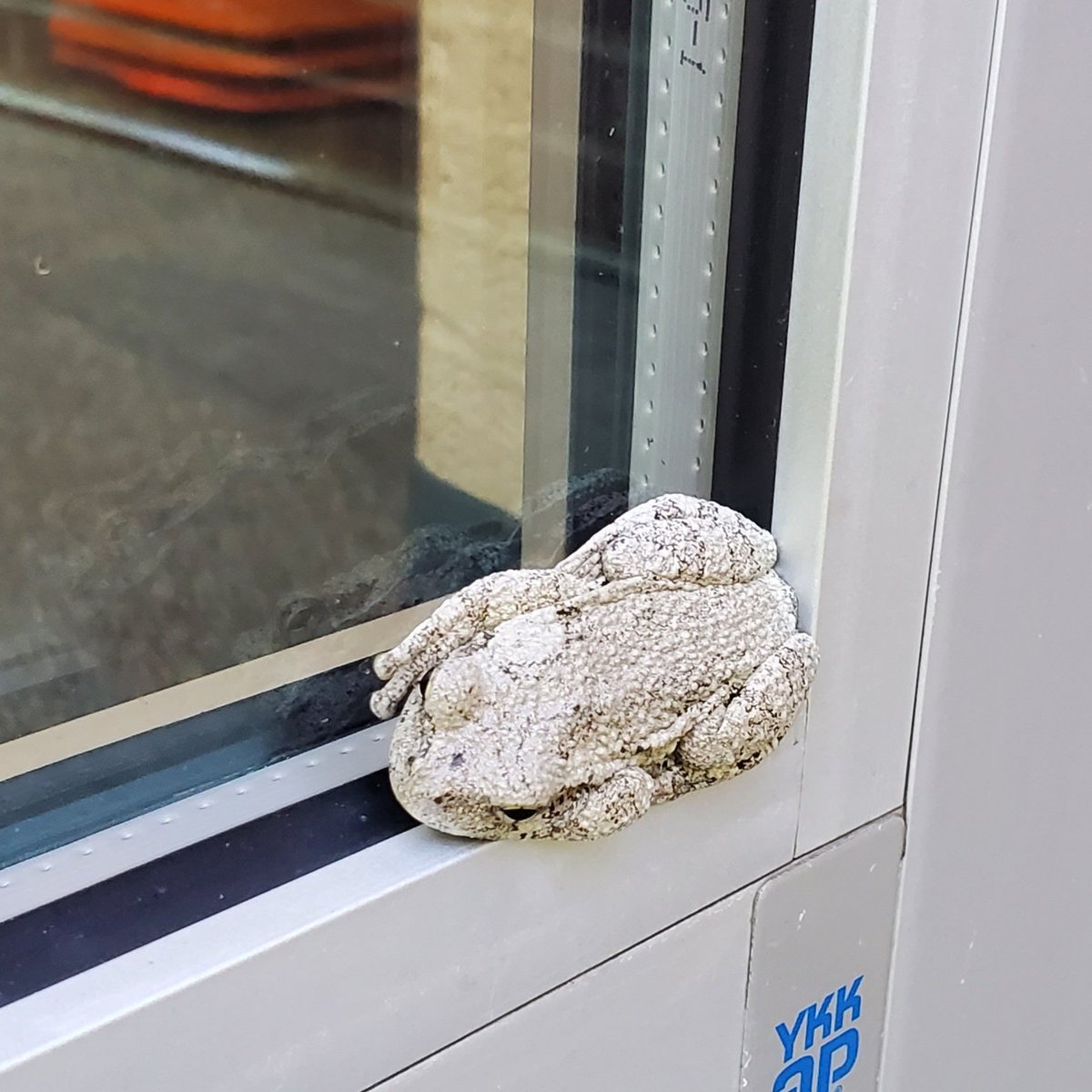 WallaceElem_LSS's tweet photo. Meet our new friend, "Bulldog"! He was hanging around door 4 to greet all of our van rider friends! How cool!?! 😎 🐸 
#wyproud #WallaceElem #wyasd #westyorkblue 
@K1PrincipalWY https://t.co/hW9lF9d0BL