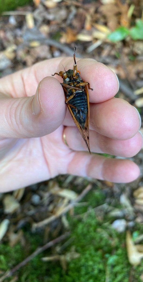 Christine Sweigart tweet media