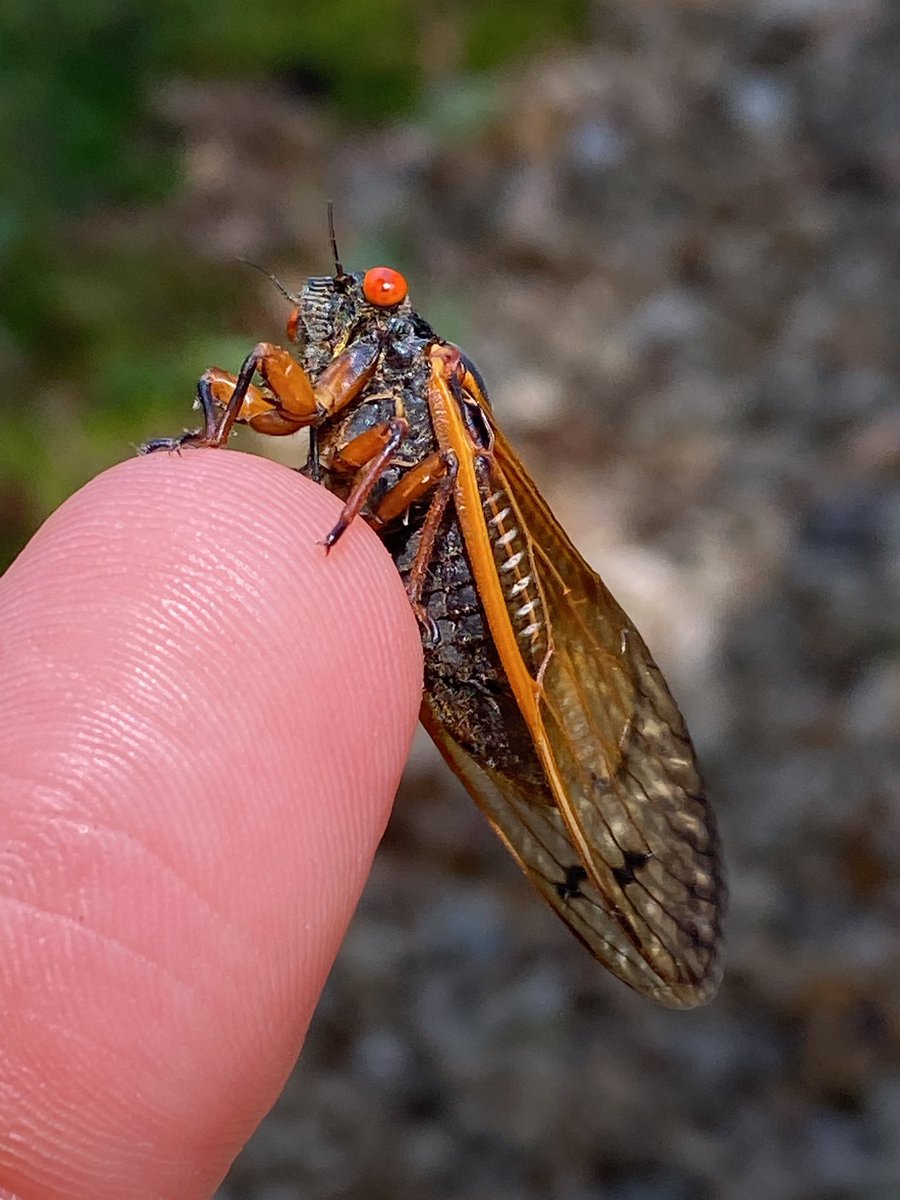 Christine Sweigart tweet media