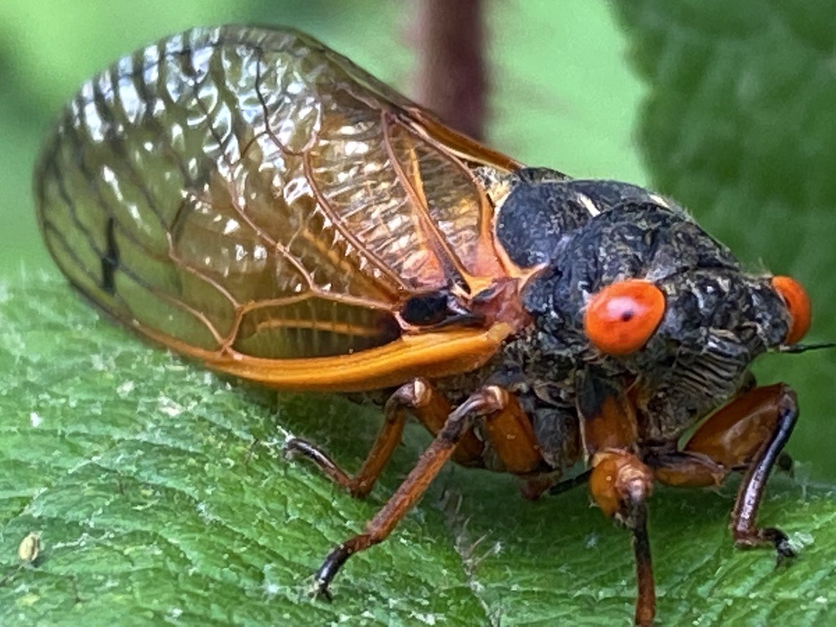 Christine Sweigart tweet media