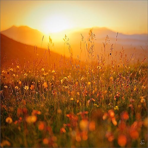 wildflower501's tweet photo. She blooms wild and burns bright

~butterflies rising https://t.co/qv4VQ6P5LT