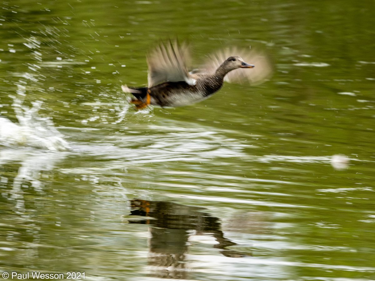 PaulWesson2's tweet photo. Take off @LeicsWildlife Kelham Bridge https://t.co/mc5CWlGzeP