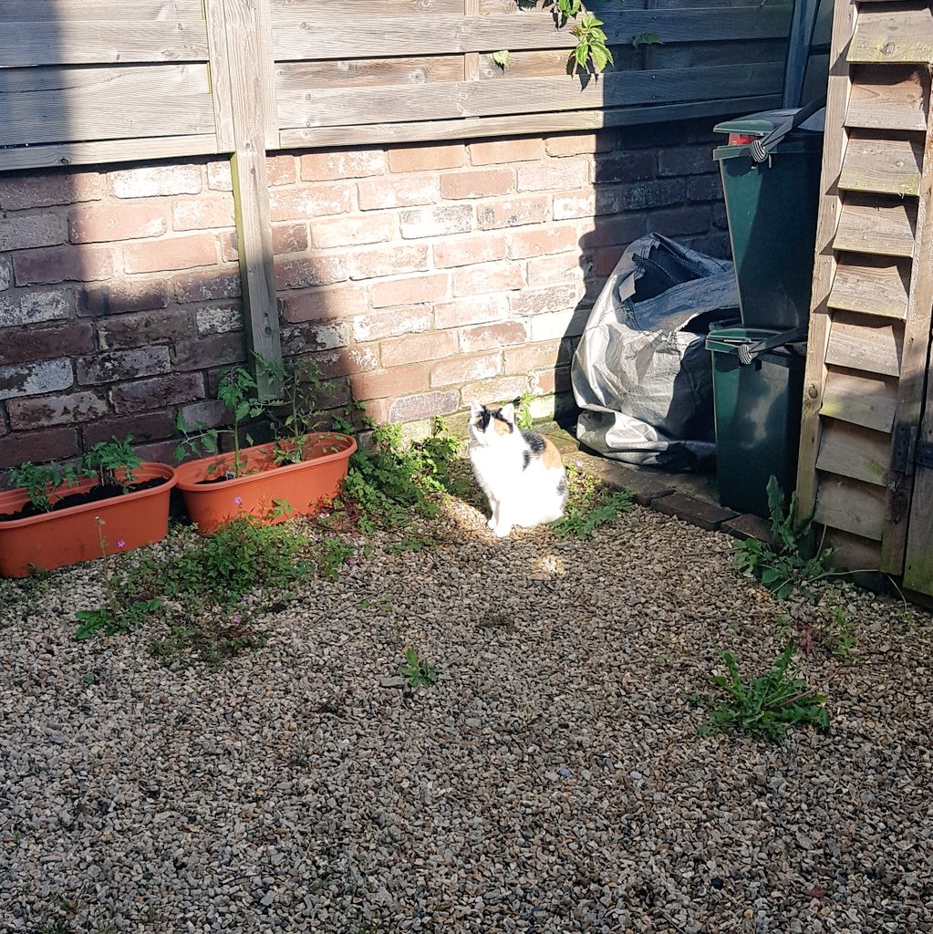 Not Squeak sitting in the only tiny square of the garden that's in the sun, like a videogame charachter you need to talk to ☀️