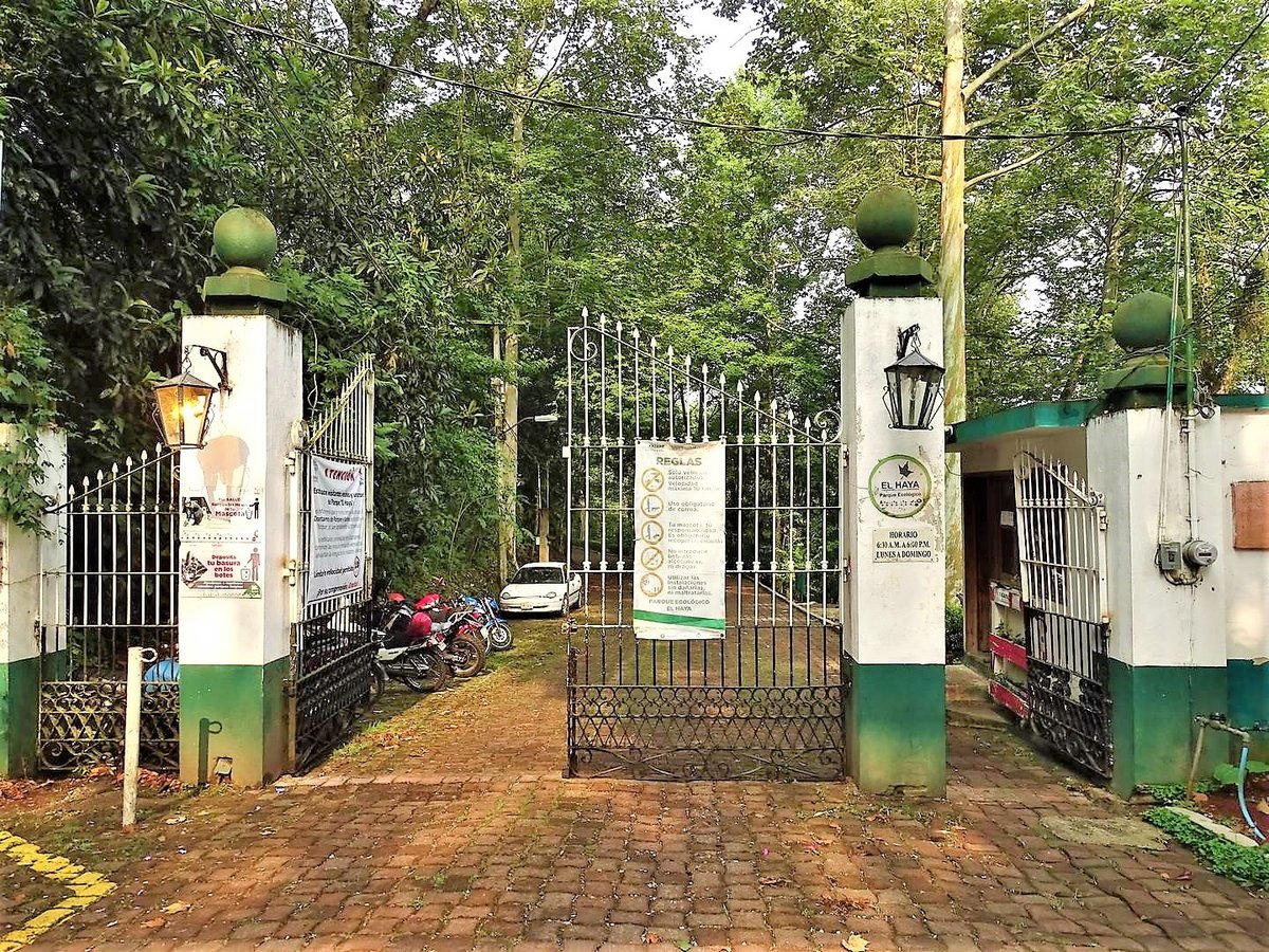 RegionXalapa's tweet photo. Parque Ecológico El Haya #Xalapa #RegiónXalapa
“El Haya”, se ha consolidado como uno de los lugares más simbólicos de la ciudad de Xalapa, además de ser uno de los más importantes en cuanto a estudios y creación de cultura ambiental se refiere.
#RegiónXalapa #TurismoResponsable https://t.co/M2RAA17FM5