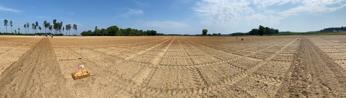 David Bertioli tweet media