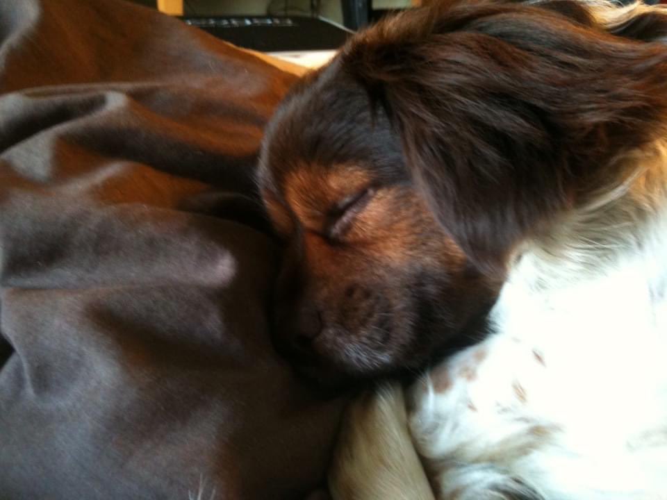  a very happy birthday to a wonderful actor - my Toby is resting up for celebration later 