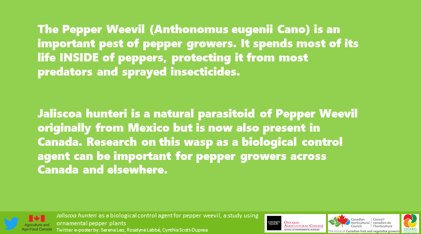 SerenaLeo14's tweet image. I present to you my #eposter on the biological control of the pepper weevil using the parasitoid wasp Jaliscoa hunteri! 

Check out more posts at the #SESGRADVConference2021 
#Entomology #research  #IPM #UofG_SES
@CscottduDupree @RoselyneLabbe @UofG_SES @SESGSC