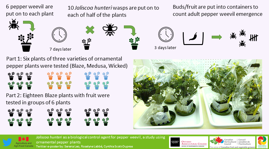 SerenaLeo14's tweet image. I present to you my #eposter on the biological control of the pepper weevil using the parasitoid wasp Jaliscoa hunteri! 

Check out more posts at the #SESGRADVConference2021 
#Entomology #research  #IPM #UofG_SES
@CscottduDupree @RoselyneLabbe @UofG_SES @SESGSC