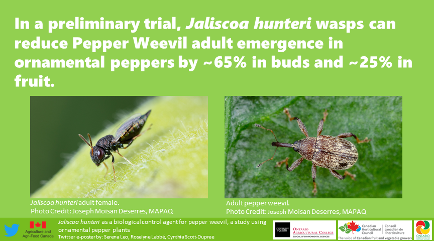 SerenaLeo14's tweet image. I present to you my #eposter on the biological control of the pepper weevil using the parasitoid wasp Jaliscoa hunteri! 

Check out more posts at the #SESGRADVConference2021 
#Entomology #research  #IPM #UofG_SES
@CscottduDupree @RoselyneLabbe @UofG_SES @SESGSC
