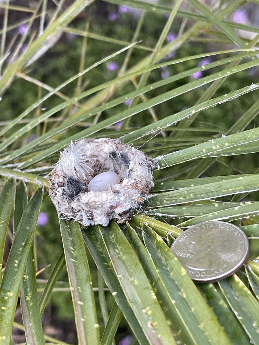 since my mom retired she’s really gotten into hanging out in our yard and sent me these and i’m LOSING IT LOOK HOW SMALL