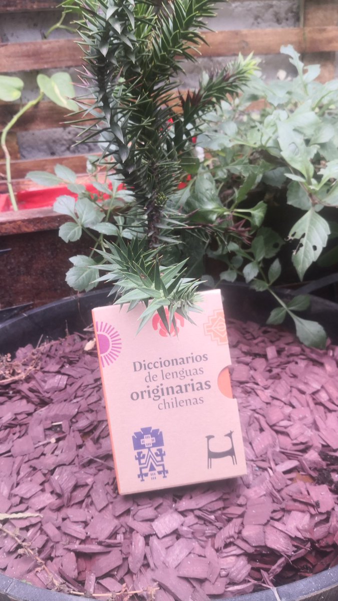 Rositaduhalde's tweet photo. Gracias @CONADI_Gob  se pasaron , un regalo maravilloso. https://t.co/V1HRE8eAtl