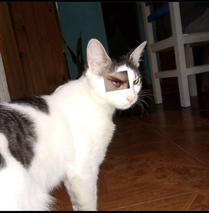 gatitos_qctd's tweet photo. https://t.co/hyR4ijk0ql