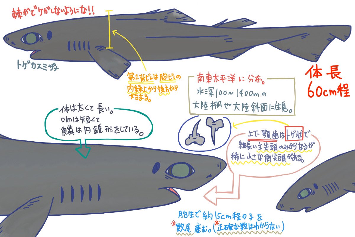 めかぶのサメ紹介2 めかぶのサメ紹介2