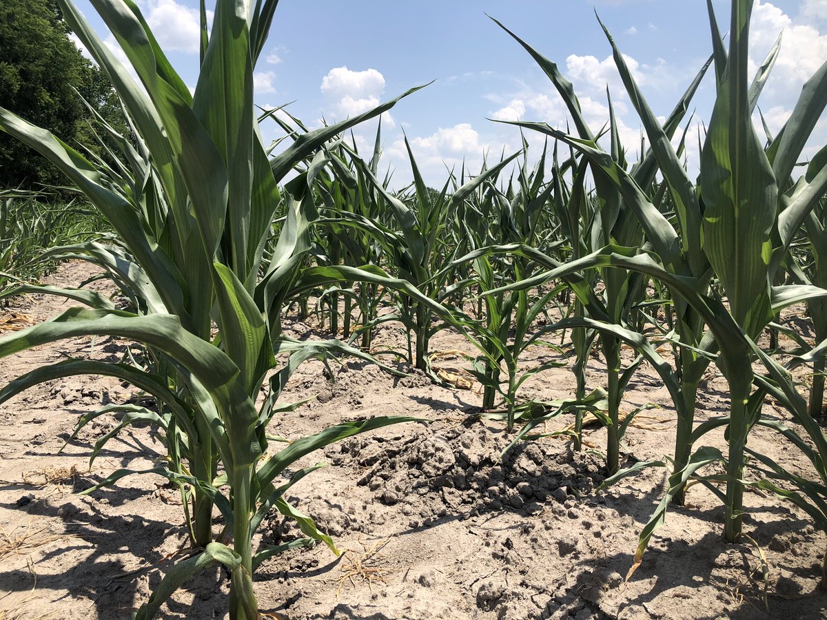 Lord please bring some rain for our lovely farmers like Richard 🚜