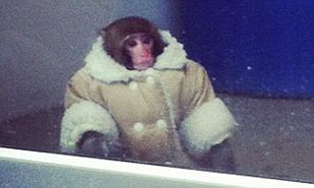 devyntylerr's tweet photo. my manager told me i look like this wearing my big brown jacket and i thought it was funny, until my other coworker adds on a little racism relating me to the monkey 😀 https://t.co/PVLYrgR4tO