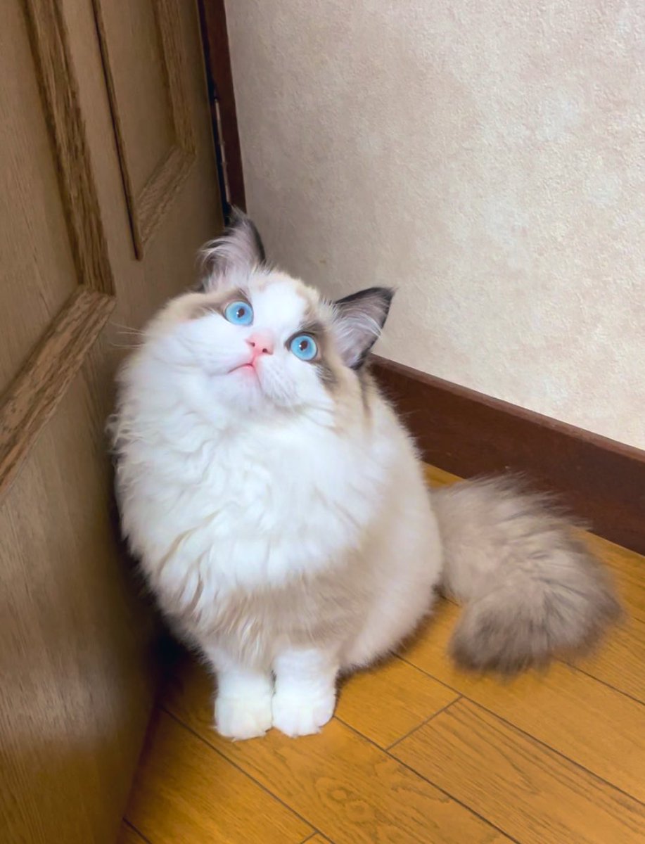nekochanko1's tweet photo. ネコチャンも飼いはじめました
ふわもふ女子です🐾 https://t.co/dglq2evSnP