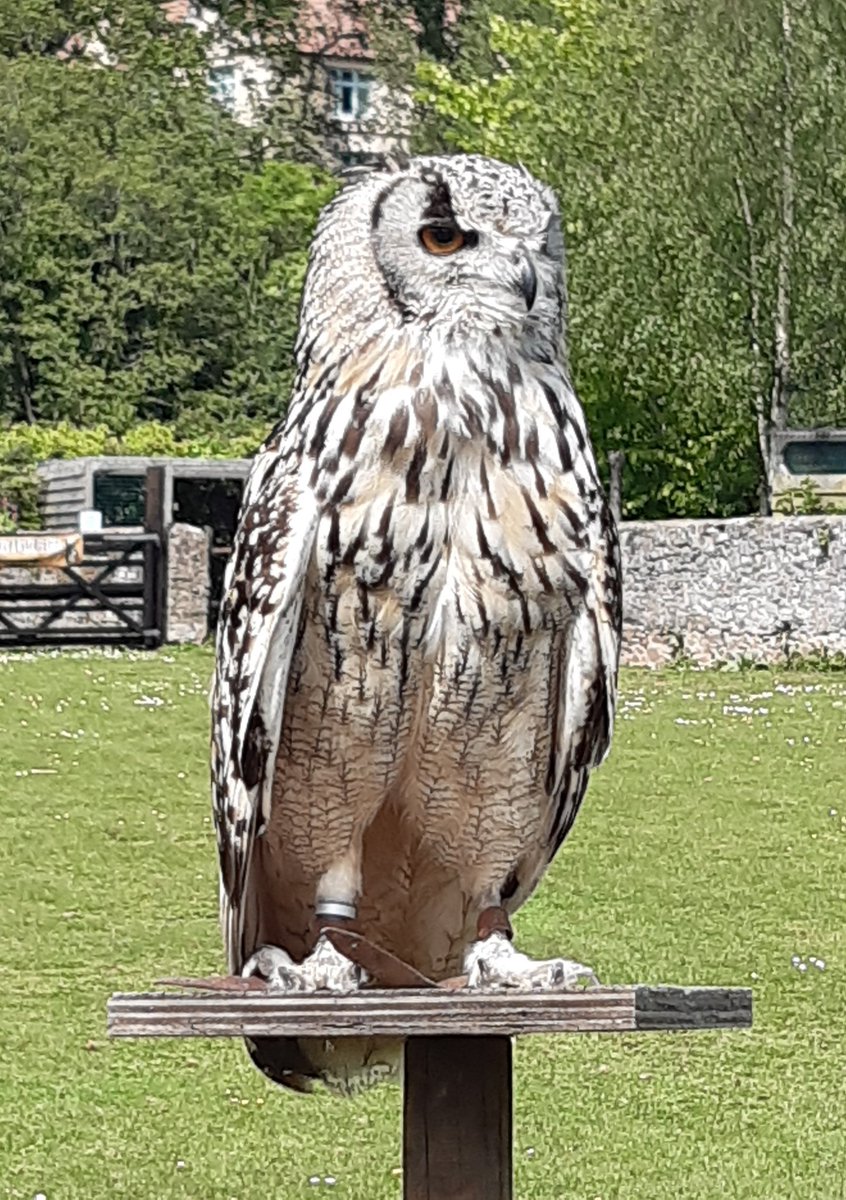 BevHunt72's tweet photo. Lovely last day on #Exmoor...visited church and Blue Ball Inn for lunch in #Countisbury then on to informative talk at Exmoor Hawk and Owl Centre followed by tea and cake at #Bossington..diet starts tomorrow ๐ https://t.co/ha5zeDTl6m