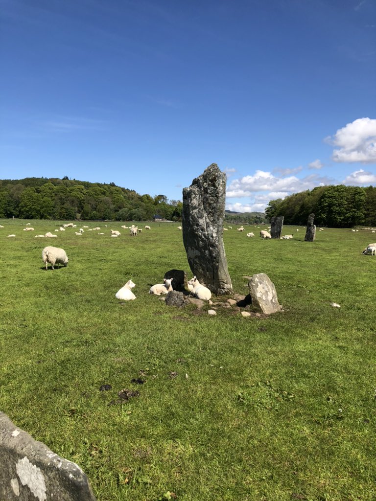 Wee lambs enjoying the sunshine at a standing stone in the amazing #kilmartin valley. @VisitScotland @STGAGuides @visitargyll