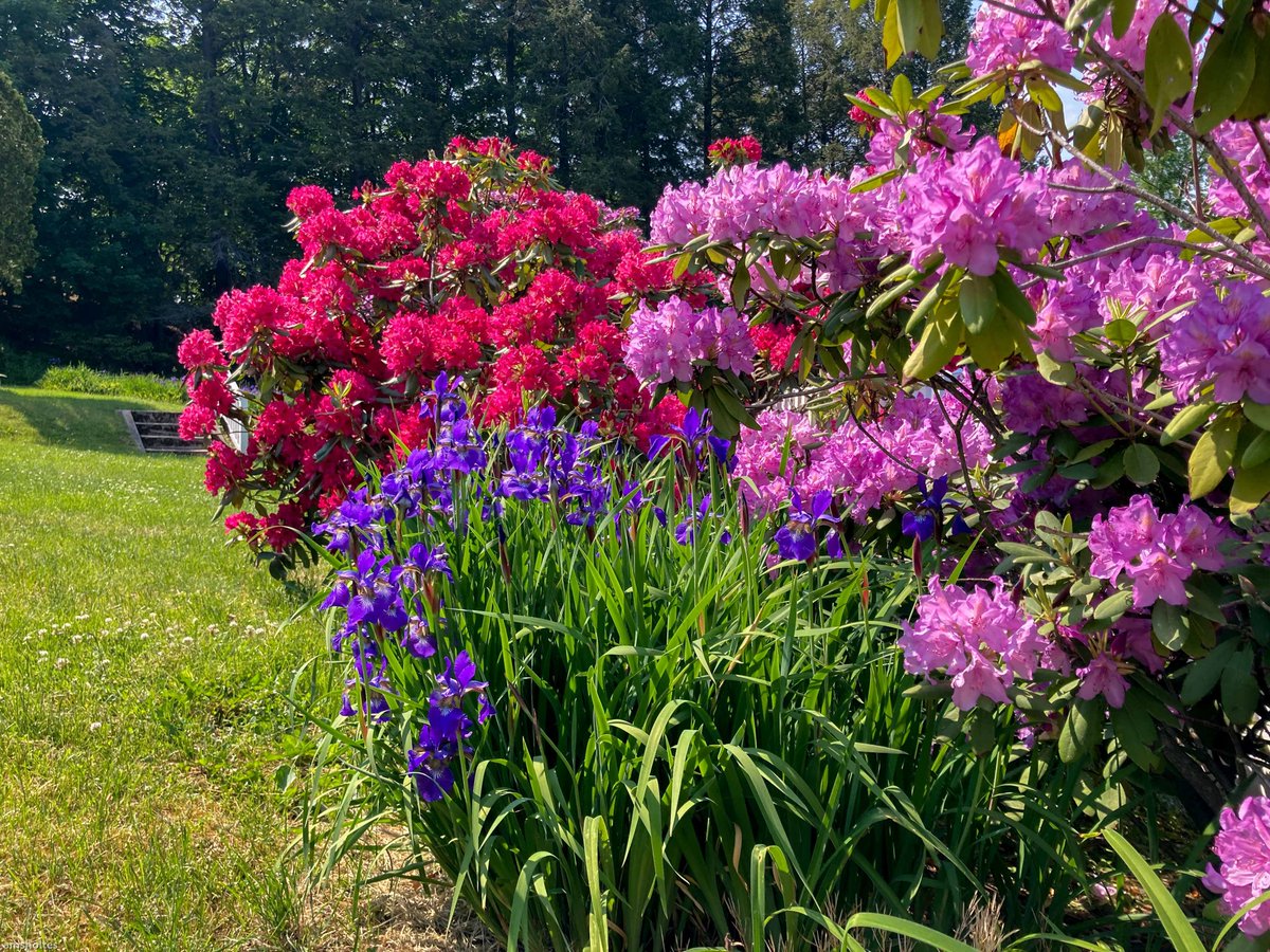 Tarrywile's tweet photo. May is my favorite month at Tarrywile Mansion. It's the time of year when the grape arbor is filling out, and the rhododendrons come alive with color. To all the brides planning their 2022 weddings, you can never go wrong scheduling a wedding in May at Tarrywile  #weddings https://t.co/g2EHzkRDRR