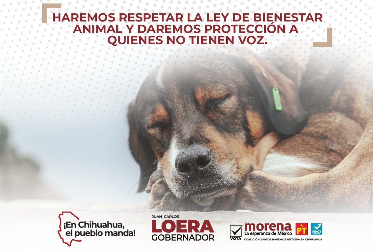 JuanCLoera_'s tweet photo. No toleraremos actos de violencia contra los animales. Vamos a proteger a estos seres indefensos y crearemos condiciones para que no exista maltrato. 
Respetaremos y haremos valer sus derechos. 

#EnChihuahuaElPuebloManda https://t.co/bU1F9e0jH1