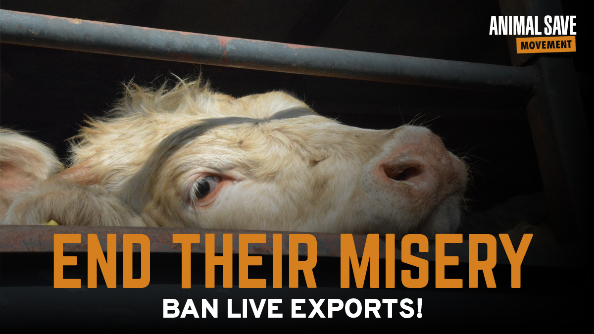 Animals suffer in overcrowded spaces without proper ventilation, no room to lie down In summer temperatures soar and conditions become unbearable #BanLiveExports @EUAgri @EU_Health