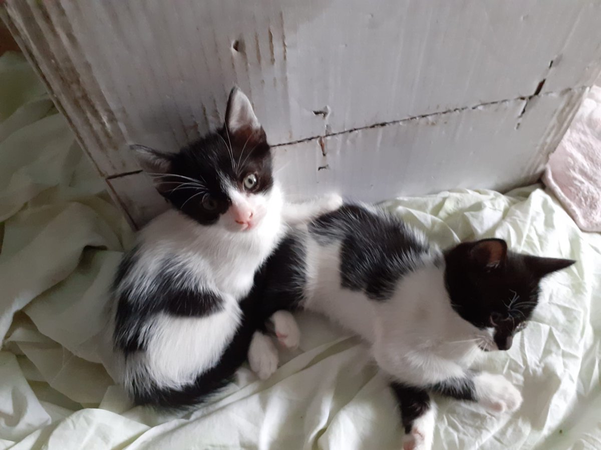 Solopar53137293's tweet image. Adopció! Continuem buscant Adopció! #adopció #Balaguer #lleida #adopcióresponsable #femxarxa #XarxaCatalunyaAdopcions #XarxaBarcelonaAdopcions  Me demanen difusió per aquests bebes germanets🐱😍 🐱😍 Tenen sobre un mes i mig. Puc facilitar contacte per DM.