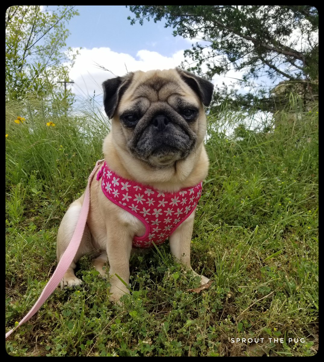 Sprout here! 

I'm enjoying the beautiful weather before more rain arrives! Have a great Thursday! 🤗

#sunny #sunnyweather #pugweather #nomorerain #Please #puglife #thursdayvibes  #texas #texasweather