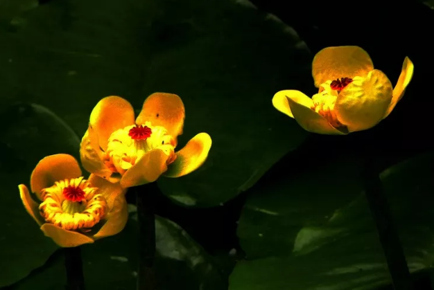 justsmmpro's tweet photo. With five petals and red-tipped stamens, a number of rare golden lotus flowers recently started to bloom in the square pond at Huishan Temple, a thousand-year-old temple in the scenic area of Huishan Ancient Town in Wuxi, East China's Jiangsu province. https://t.co/wKBsjHfnQe