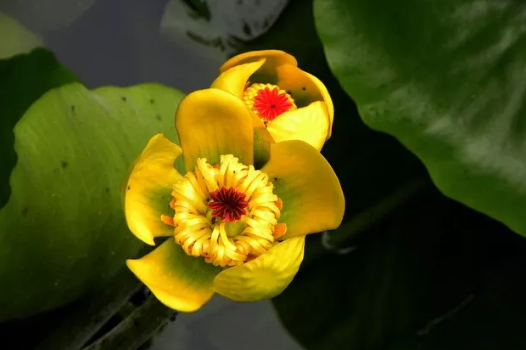 justsmmpro's tweet photo. With five petals and red-tipped stamens, a number of rare golden lotus flowers recently started to bloom in the square pond at Huishan Temple, a thousand-year-old temple in the scenic area of Huishan Ancient Town in Wuxi, East China's Jiangsu province. https://t.co/wKBsjHfnQe