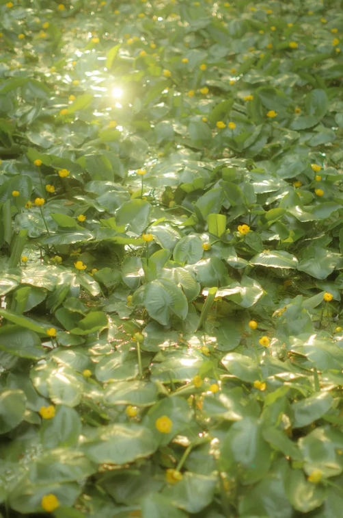 justsmmpro's tweet photo. With five petals and red-tipped stamens, a number of rare golden lotus flowers recently started to bloom in the square pond at Huishan Temple, a thousand-year-old temple in the scenic area of Huishan Ancient Town in Wuxi, East China's Jiangsu province. https://t.co/wKBsjHfnQe