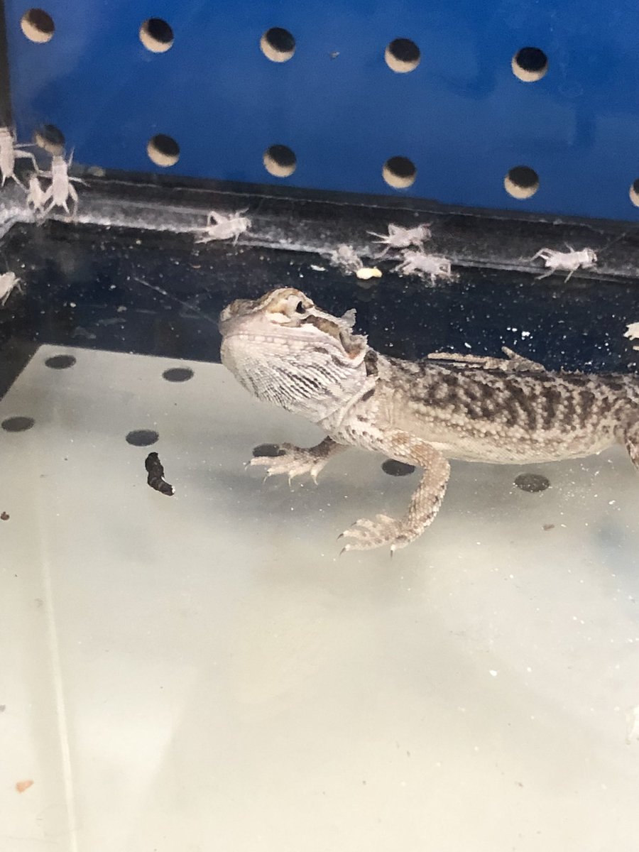 Professor Addy tweet media