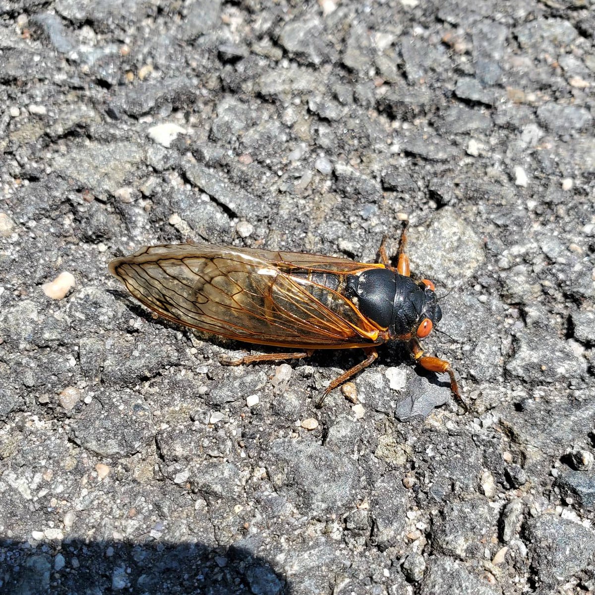 Semblance of Normalcy Part 2: We got in trouble for being too loud (😬), so outside we went. I also saw my first cicada! They are so loud around here, but hadn't seen any until today. #teamalphawolves #lrmswolves
