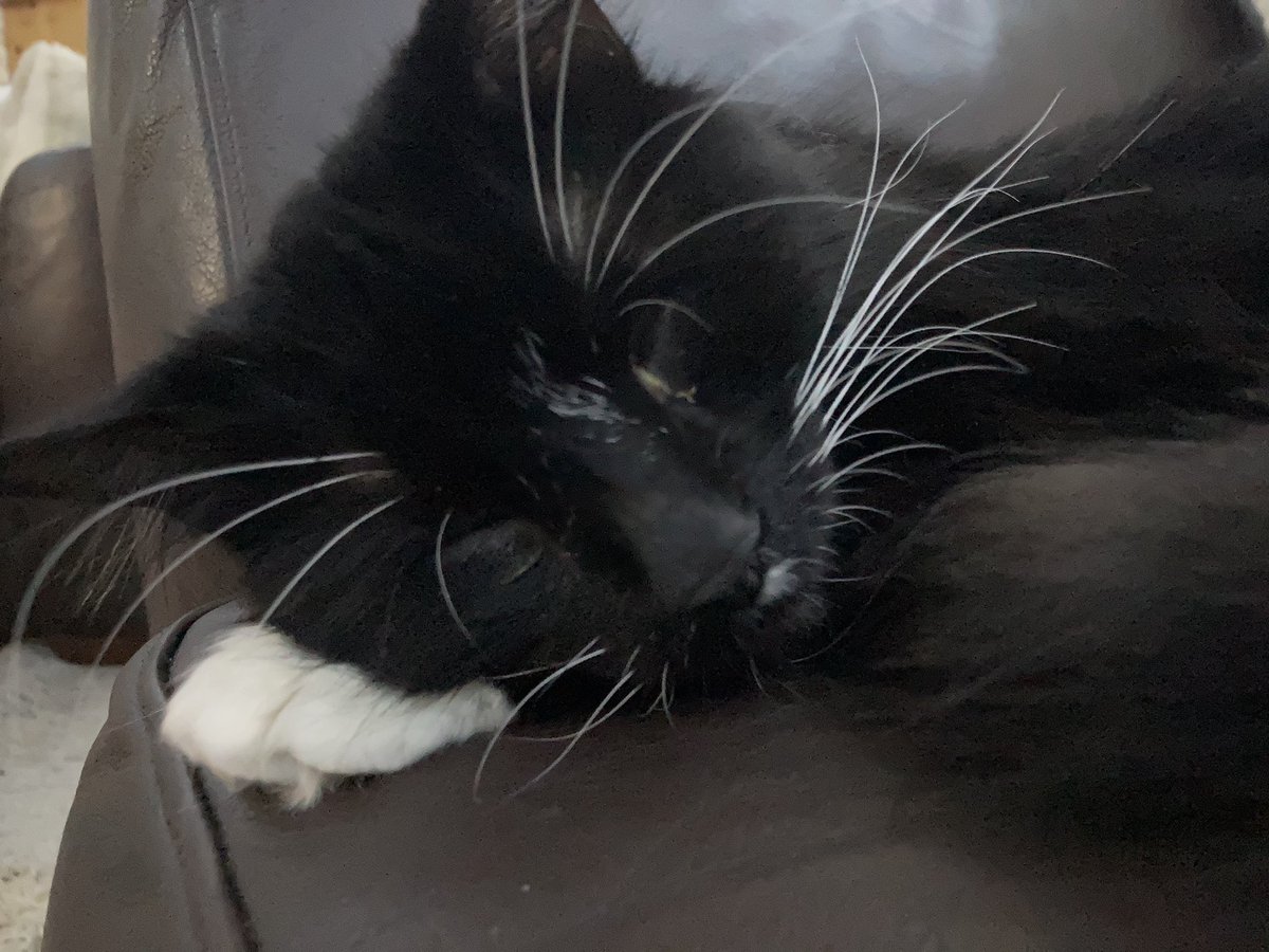 Higgs1978's tweet photo. I miss my little #vladcat . The evenings feel empty without him. https://t.co/kJx0f1OFes